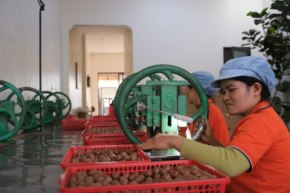 Sấy tách nứt macca